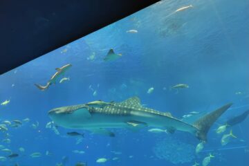 美ら海水族館が誇るジンベエザメ